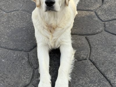Golden Retriever in North Dublin – Friendly Family Pet