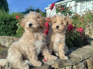 Poochon puppies