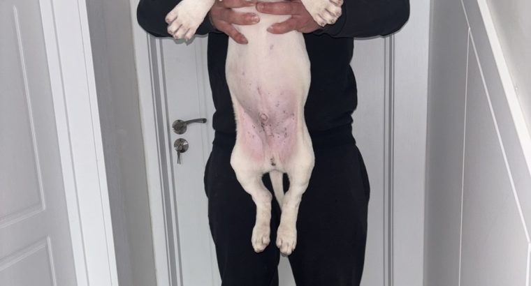 Mastiff Puppies for Sale in Dublin – IKC Registered