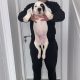Mastiff Puppies for Sale in Dublin – IKC Registered
