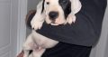 Mastiff Puppies for Sale in Dublin – IKC Registered