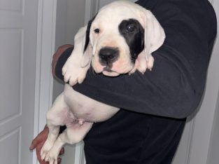 Mastiff Hybrid Pups