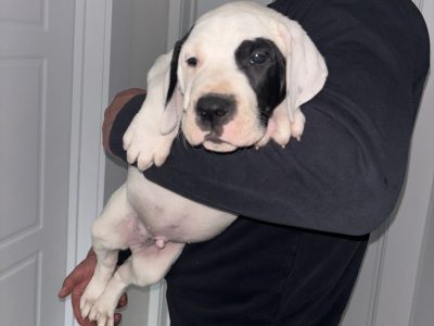 Mastiff Hybrid Pups