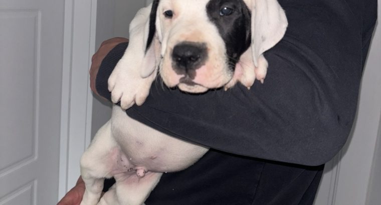 Mastiff Puppies for Sale in Dublin – IKC Registered