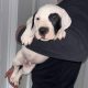 Mastiff Puppies for Sale in Dublin – IKC Registered