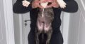 Mastiff Puppies for Sale in Dublin – IKC Registered