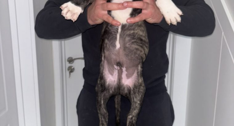 Mastiff Puppies for Sale in Dublin – IKC Registered