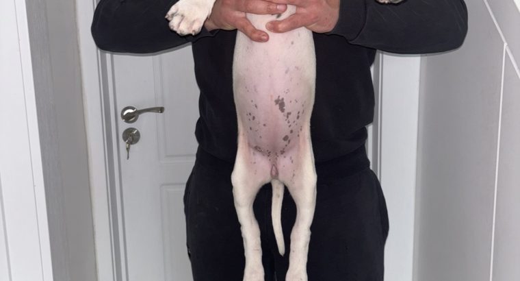 Mastiff Puppies for Sale in Dublin – IKC Registered