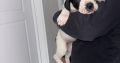 Mastiff Puppies for Sale in Dublin – IKC Registered