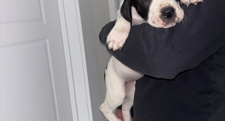 Mastiff Puppies for Sale in Dublin – IKC Registered