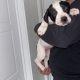 Mastiff Puppies for Sale in Dublin – IKC Registered