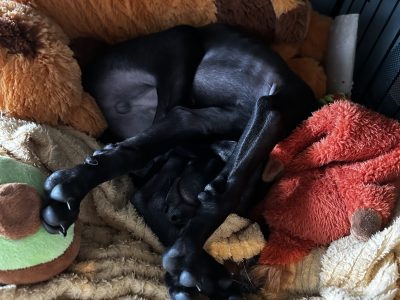 Italian Greyhound Puppy in Dublin 18 – Playful Iggy