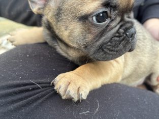 French bulldog for sale