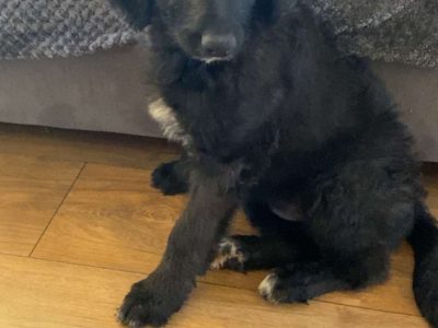 Springerdoodle Puppies for Sale in Ireland
