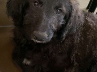 Springerdoodle Puppies for Sale in Ireland
