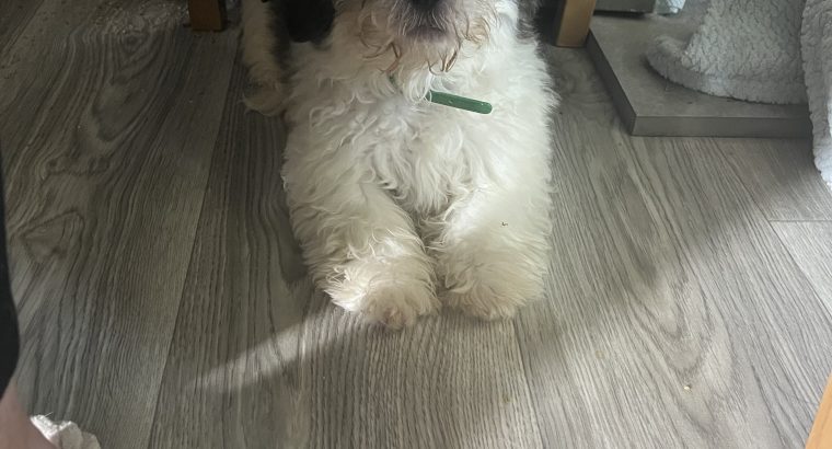 Female shih tzu