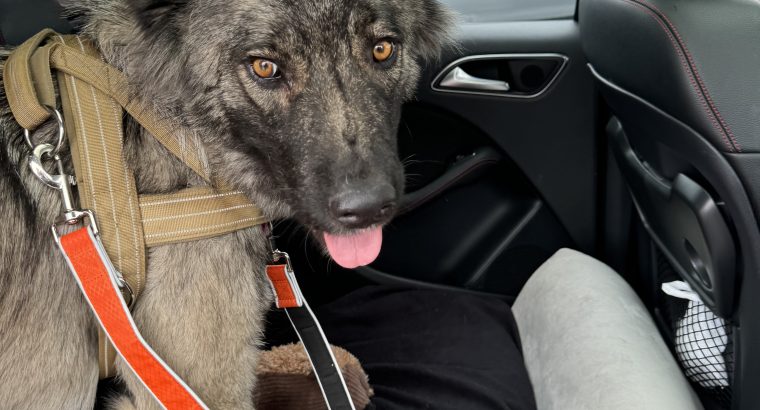 Carpathian Shepherd mix