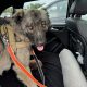Carpathian Shepherd mix