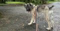 Carpathian Shepherd mix