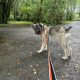Carpathian Shepherd mix