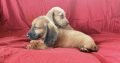 Dachshund Puppies for Sale in Kildare – IKC Registered