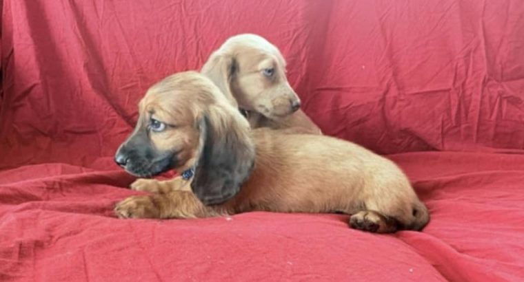 Dachshund Puppies for Sale in Kildare – IKC Registered