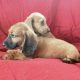 Dachshund Puppies for Sale in Kildare – IKC Registered