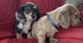 Dachshund Puppies for Sale in Kildare – IKC Registered