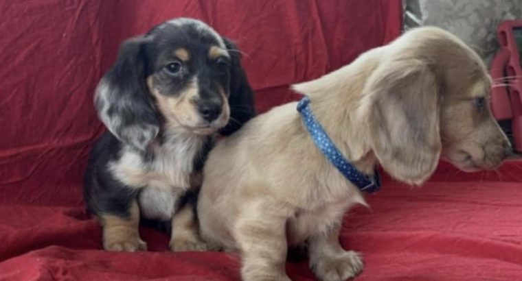 Dachshund Puppies for Sale in Kildare – IKC Registered