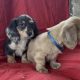 Dachshund Puppies for Sale in Kildare – IKC Registered