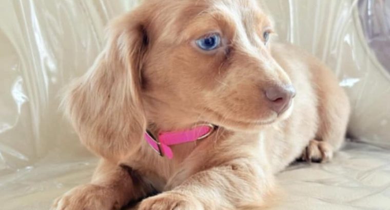 Dachshund Puppies for Sale in Kildare – IKC Registered