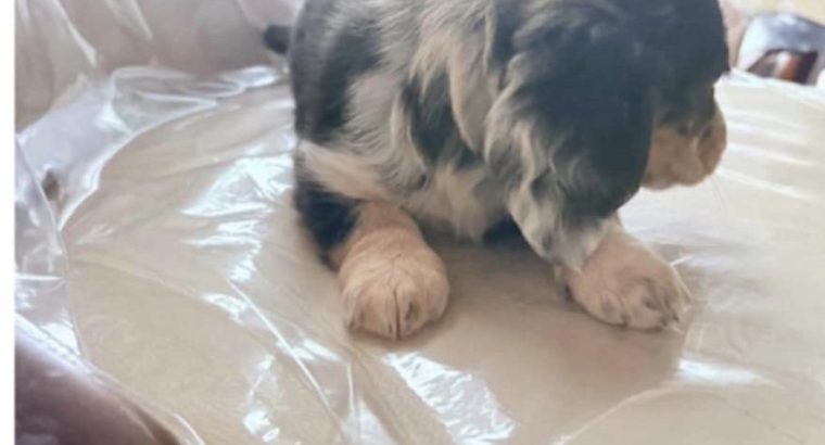 Dachshund Puppies for Sale in Kildare – IKC Registered