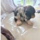 Dachshund Puppies for Sale in Kildare – IKC Registered