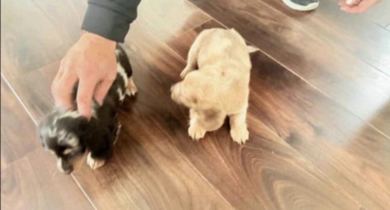 Dachshund Puppies for Sale in Kildare – IKC Registered
