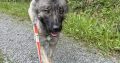 Carpathian Shepherd mix