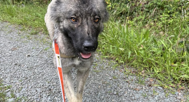 Carpathian Shepherd mix