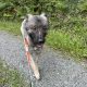 Carpathian Shepherd mix