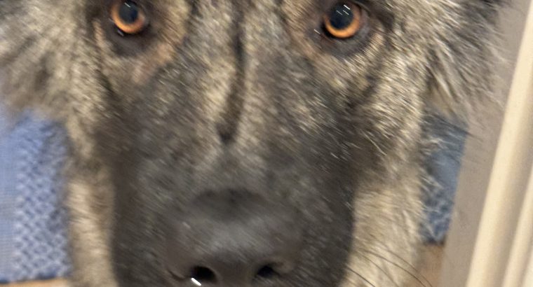 Carpathian Shepherd mix