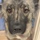Carpathian Shepherd mix