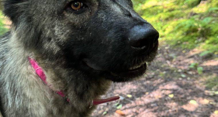 Carpathian Shepherd mix