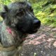 Carpathian Shepherd mix