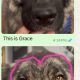 Carpathian Shepherd mix