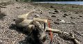 Carpathian Shepherd mix