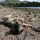 Carpathian Shepherd mix