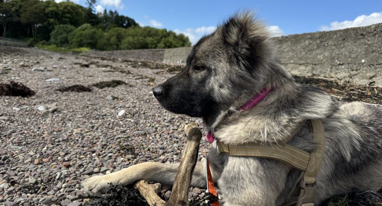 Carpathian Shepherd mix