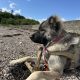 Carpathian Shepherd mix