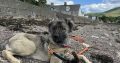 Carpathian Shepherd mix