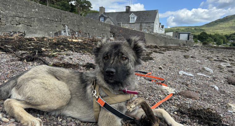 Carpathian Shepherd mix