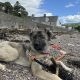 Carpathian Shepherd mix