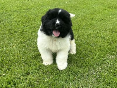 IKC Registered Newfoundland Pups